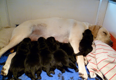 Foto bij Baguette et ses 6 petits pains