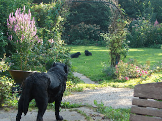 Foto bij Of blogs and dogsz