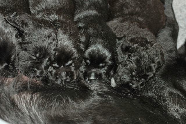 Foto bij LouLou's fijnproevers