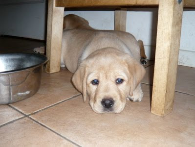 Foto bij Puppy Rituals...