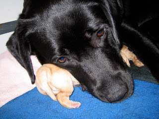 Foto bij Rosie Nosy