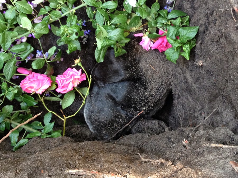 Foto bij Ollie 27 november 2000 - 30 mei 2014