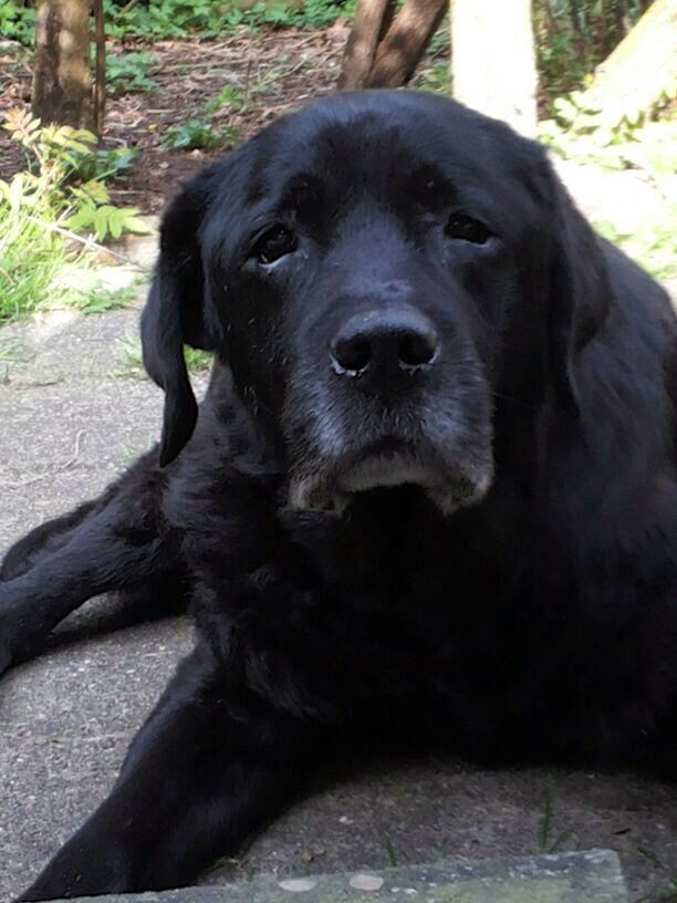 Foto bij Ollie 27 november 2000 - 30 mei 2014