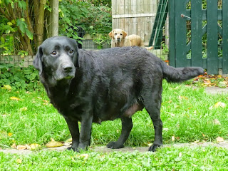 Foto bij Cato in vol ornaat