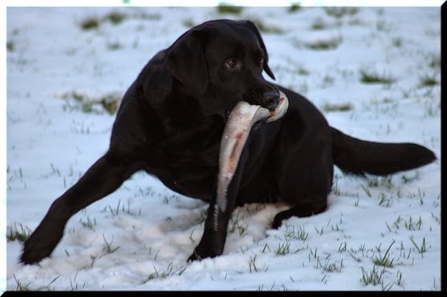 Foto bij Let it SNOW!