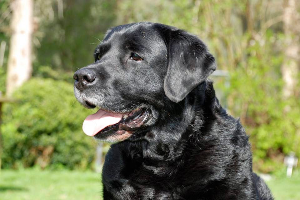 Foto bij Ollie 27 november 2000 - 30 mei 2014