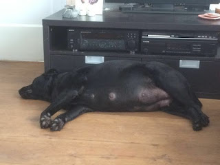 Foto bij Bisou omhelst het moederschap