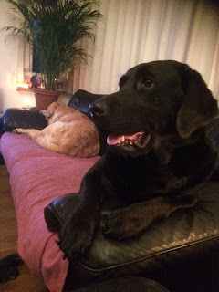 Foto bij Dubbel Dik