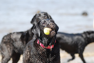 Foto bij Jaarlijkse Stranddag