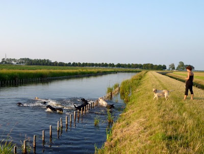 Foto bij Tropen Rooster
