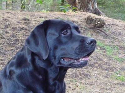 Foto bij JanetSailor-blend 2 jaar!