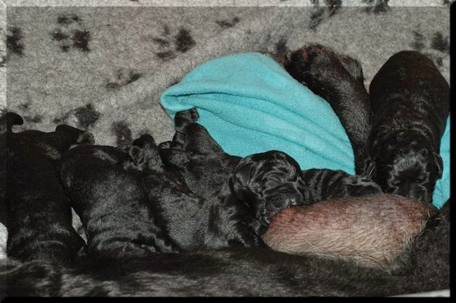 Foto bij Cato's 5 keien van wishstones