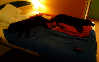 Foto bij Bibi, Bonk en iBis