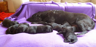 Foto bij Pretty in Purple