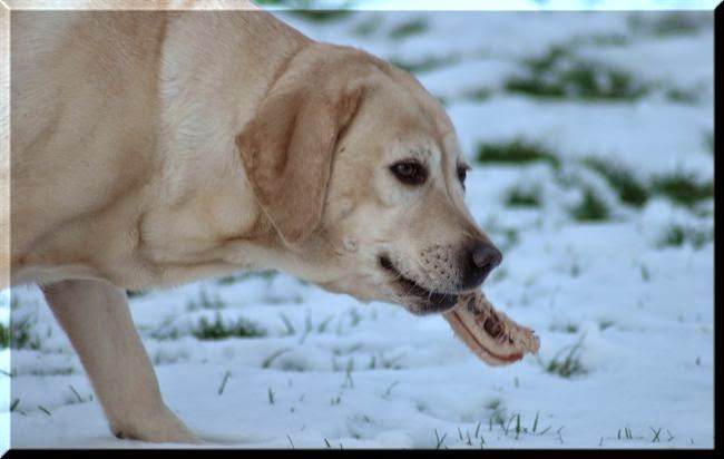 Foto bij Let it SNOW!