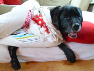 Foto bij Ollie 13 jaar!