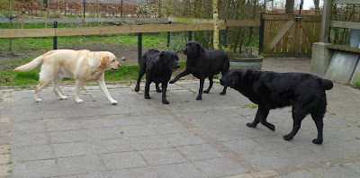 Foto bij Lentekriebels