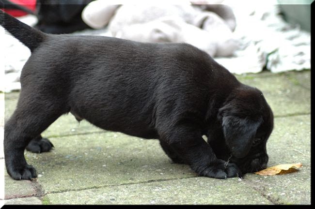 Foto bij Buitenpret