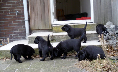 Foto bij Tuinkabouters