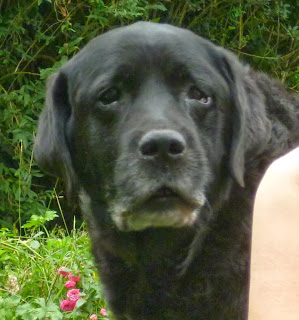 Foto bij Ollie 13 jaar!