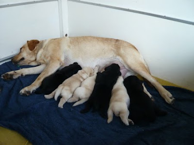 Foto bij C-nest van Janet en Sailor 1 jaar!