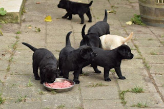 Foto bij Buitenbeestjes