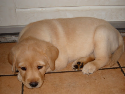 Foto bij Puppy investigations
