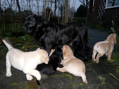 Foto bij A bouncy bunch!