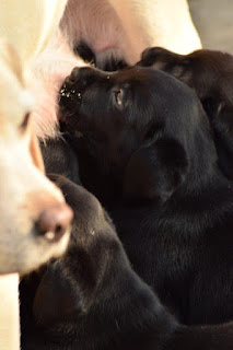 Foto bij Buitenpretje