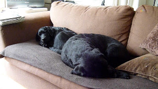 Foto bij Of blogs and dogsz