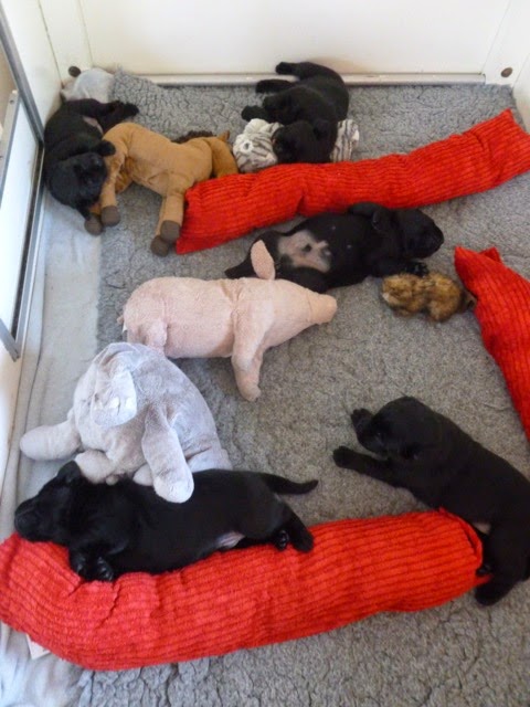 Foto bij Pupdate