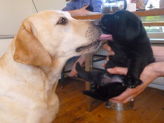 Foto bij Pupdate