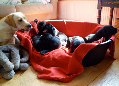 Foto bij Papkindjes