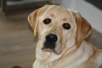 Foto bij C-nest van Janet en Sailor 1 jaar!