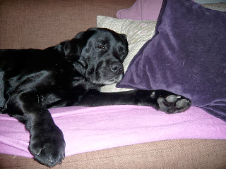 Foto bij Ollie 13 jaar!