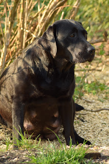 Foto bij Het dubbel dikke buiken blog