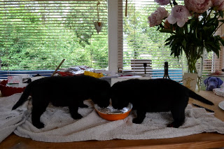 Foto bij Pappies