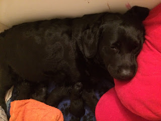 Foto bij Puppies bij donderslag!