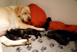 Foto bij Als warme broodjes: Baguette's H-nest is geboren!