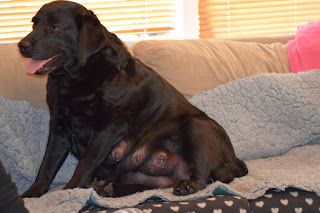 Foto bij Het avontuur van LouLou en haar Wishstone Y-nest