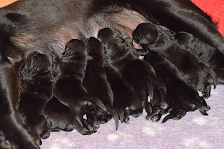 Foto bij Wishstone's Baby Boom!