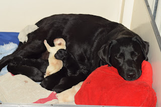 Foto bij Wishstone's Baby Boom!