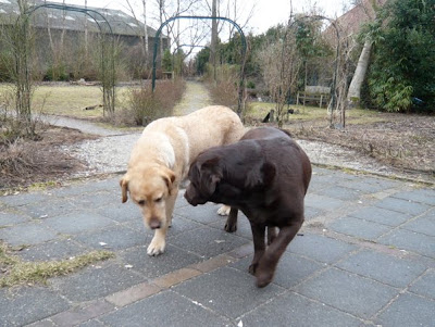 Foto bij Over dekken enzo...