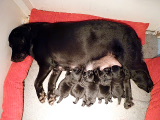 Foto bij Rosie Nosy