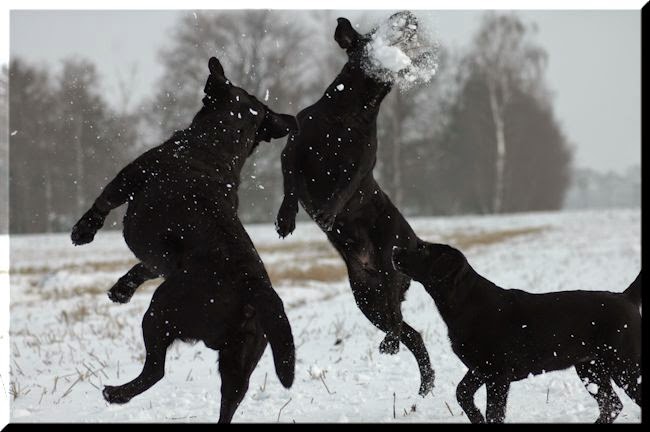 Foto bij Let it SNOW!