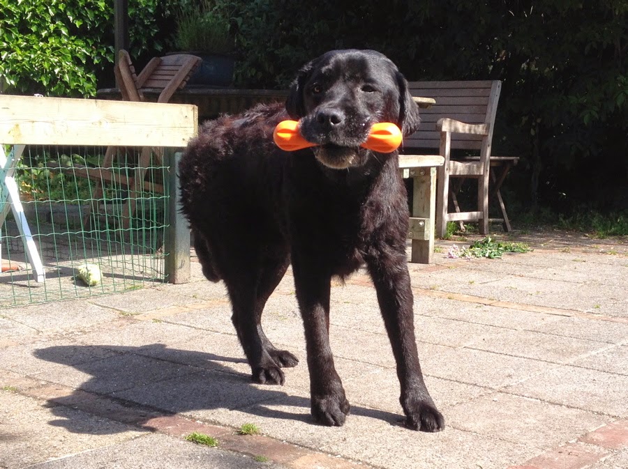 Foto bij Ollie 27 november 2000 - 30 mei 2014