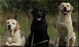 Foto bij Of blogs and dogsz