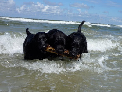 Foto bij Een dagje naar het strand