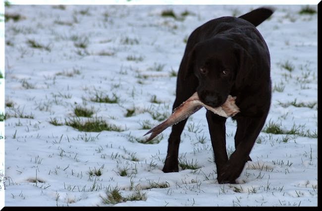 Foto bij Let it SNOW!