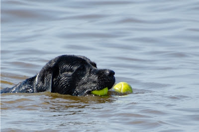 Foto bij Jaarlijkse Stranddag